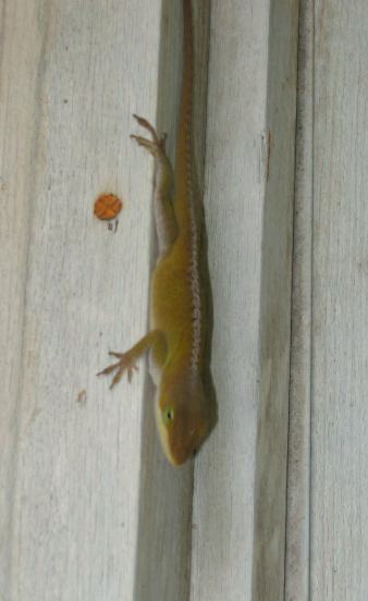 A local lizard hanging out on the porch at Ol d House Recording Studio